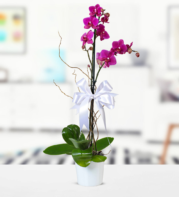 Mor Phalaenopsis Orkide
