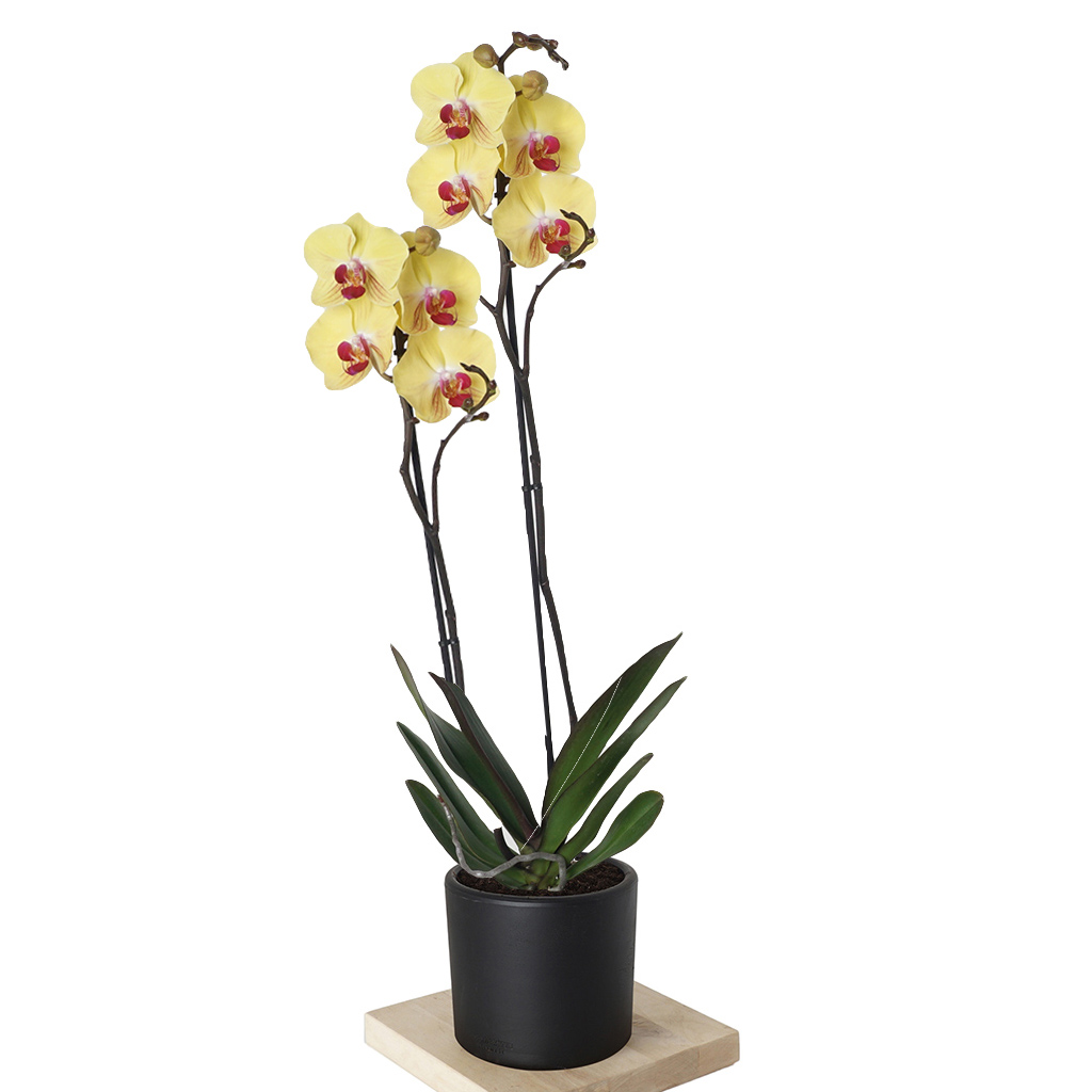 Sarı Phalaenopsis Orkide