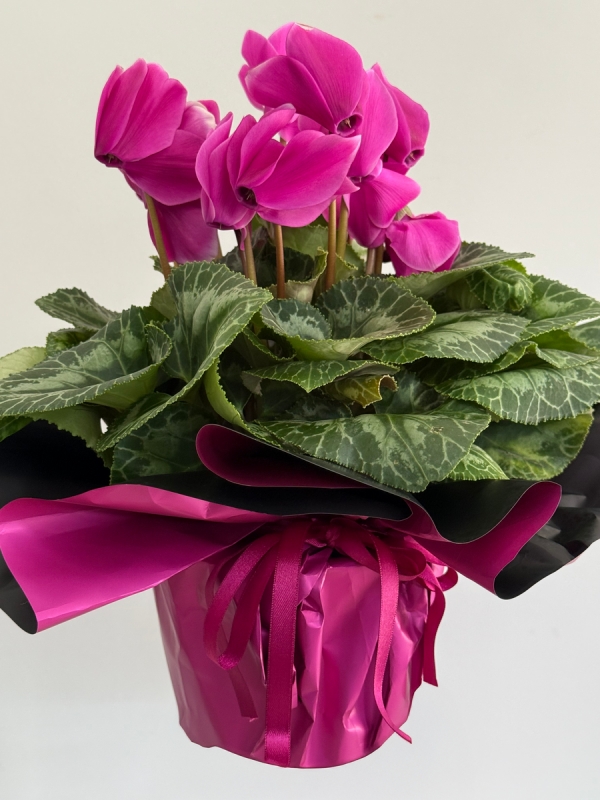 Cyclamen Saksısı