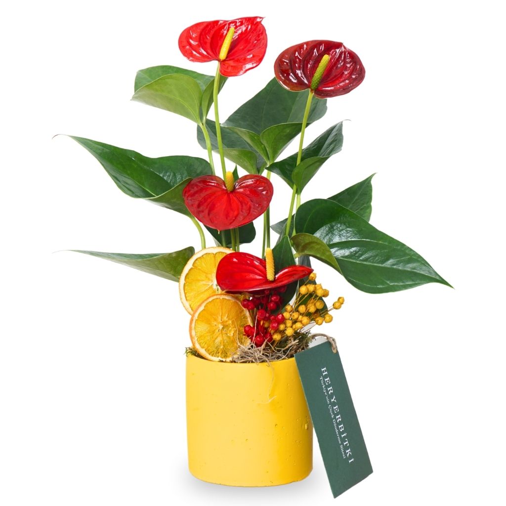 Anthurium Saksısı