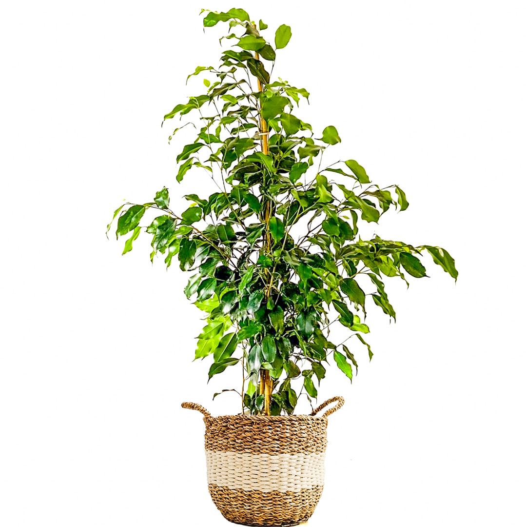 Ficus Benjamin
